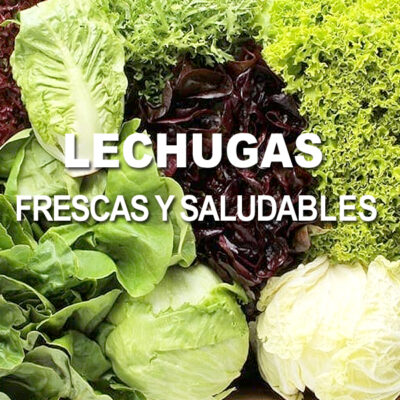 PORTADA LECHUGAS